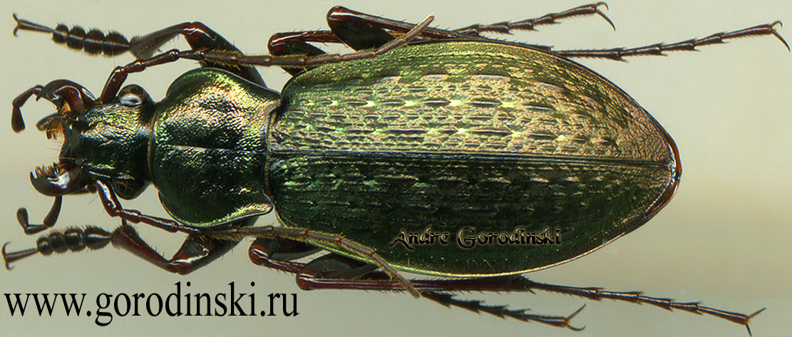 http://www.gorodinski.ru/carabus/Morphocarabus zhubajie.jpg